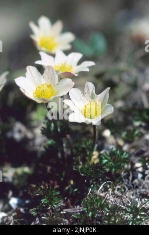 Monte Baldo anemone (Anemone baldensis), blühend, Italien Stockfoto