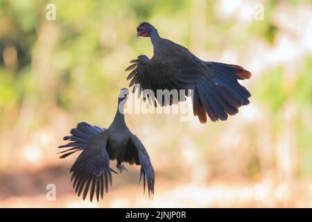 chaco chachalaca (Ortalis canicollis pantanalensis), zwei umwerfende chaco chachalacas, Brasilien, Pantanal Stockfoto