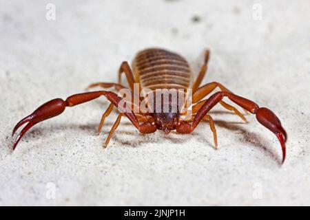 Haus-Pseudoskorpion, Buch-Skorpion (Chelifer cancroides), auf Buchseite, Deutschland Stockfoto