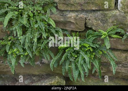 Maidenhair-Spleenwort, gewöhnlicher Maidenhair (Asplenium trichomanes), an einer alten steinernen Trockenwand, Deutschland Stockfoto