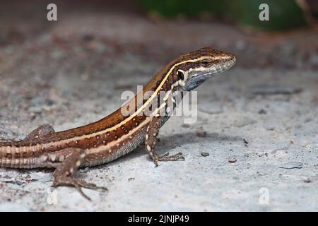 Gomeras-Boettger-Eidechse (Gallotia caesaris gomerae, Gallotia gomerae, Lacerta galloti gomerae), endemisch auf La Gomera, weiblich, Kanarische Inseln, La Stockfoto