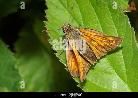 Großer Skipper (Ochlodes venatus, Ochlodes venata, Ochlodes sylvanus), sitzt auf einem Blatt, Deutschland Stockfoto