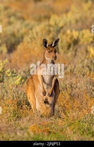 Rotes Känguru, eineres Känguru, blauer Flieger (Macropus rufus, Megaleia rufa), mit joey in einer Tasche, Vorderansicht, Australien, Südaustralien Stockfoto