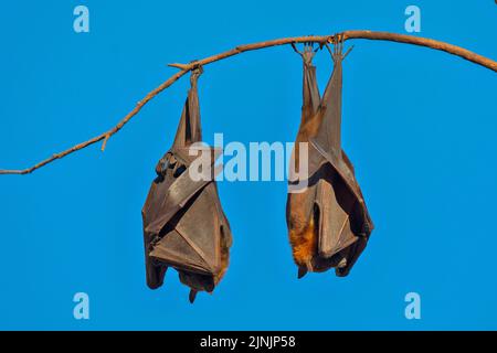 Schwarzer Flughund, schwarzer Flughund (Pteropus alecto), zwei schwarze Flughunde hängen an einem Ast und schlafen, Australien, Northern Territory, Nitmiluk Stockfoto