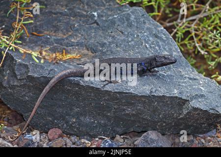 Gomeras-Boettger-Eidechse (Gallotia caesaris gomerae, Gallotia gomerae, Lacerta galloti gomerae), endemisch auf La Gomera, männlich, Kanarische Inseln, La Stockfoto