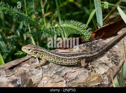 Sandeidechse (Lacerta agilis), junges Männchen, Deutschland Stockfoto