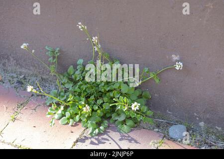 Haarige Bitterkresse (Cardamine hirsuta), wächst an einer Mauer in der Stadt, Deutschland Stockfoto