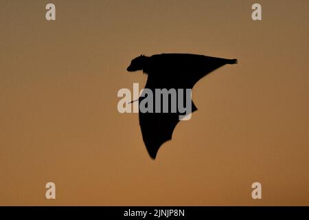 Schwarze Fruchtfledermaus, schwarzer fliegender Fuchs (Pteropus alecto), im Flug am Abendhimmel, Silhouette, Australien, Northern Territory, Nitmiluk National Park Stockfoto