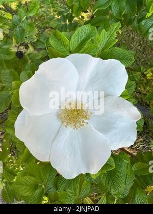Rugosa Rose, Japanische Rose (Rosa rugosa), weiße Blume Stockfoto