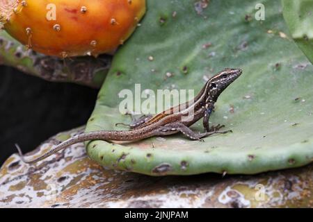 Gomeras Boettger-Eidechse (Gallotia caesaris gomerae, Gallotia gomerae, Lacerta galloti gomerae), endemisch auf La Gomera, Kanarische Inseln, La Gomera Stockfoto