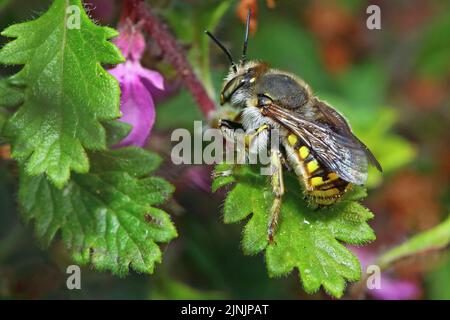 Europäische Wollbiene, Wollbiene, kontinentale Wollbiene (Anthidium manicatum, Anthidium maculatum), Männchen sitzt auf einem Blatt, Deutschland Stockfoto