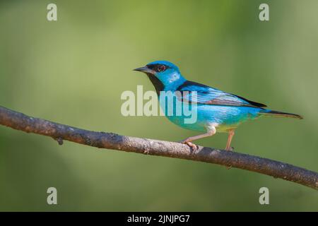 Blauer Dacnis, türkisfarbener Honigbauch (Dacnis cayana), männlicher Barsch an einem Ast, Brasilien, Mata Atlantica, Itatiaia National Park Stockfoto