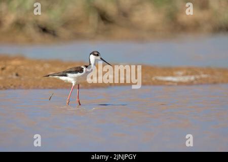 Schwarzhalsstelze (Himantopus mexicanus), Nahrungssuche im Flachwasser, Brasilien, Pantanal Stockfoto