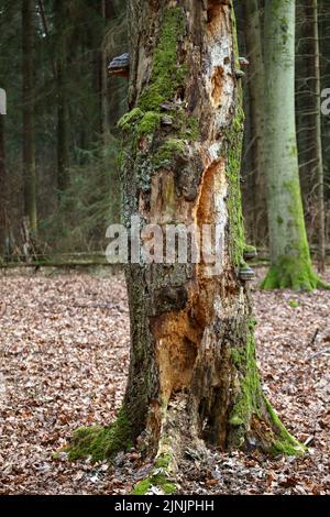 Toter Baum im Wald, Specht, Deutschland Stockfoto