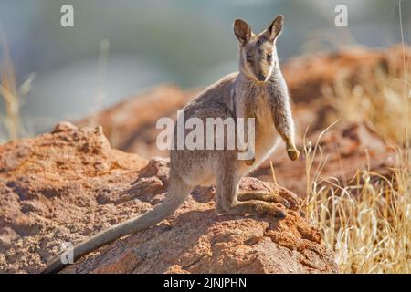 Schwarzfuß-Felswallaby (Petrogale lateralis), steht auf felsigem Boden, Australien, Northern Territory Stockfoto