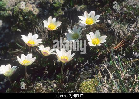 Monte Baldo anemone (Anemone baldensis), blühend, Italien Stockfoto