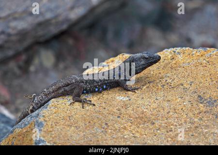 Gomeras-Boettger-Eidechse (Gallotia caesaris gomerae, Gallotia gomerae, Lacerta galloti gomerae), endemisch auf La Gomera, männlich, Kanarische Inseln, La Stockfoto