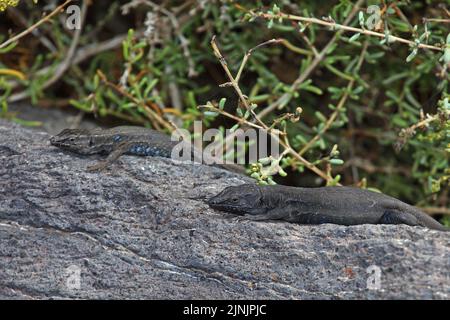 Gomeras Boettger-Eidechse (Gallotia caesaris gomerae, Gallotia gomerae, Lacerta galloti gomerae), endemisch auf La Gomera, zwei Männchen, Kanarische Inseln, La Stockfoto