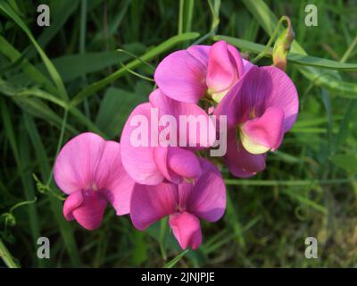 Mehrjährige Erbse, breitblättrige Pfirsiche, ewige Erbse, ganzjährige Süßerbse, mehrjährige Pfirsiche (Lathyrus latifolius), Blumen, Deutschland, Norden Stockfoto
