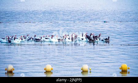 Eine Gruppe von Enten, die bei Sonnenaufgang auf dem See von Arcos de la Couca in der Schlange schwimmen. Stockfoto