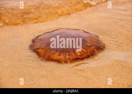 Große Quallen strandeten an einem Küstenstrand Stockfoto