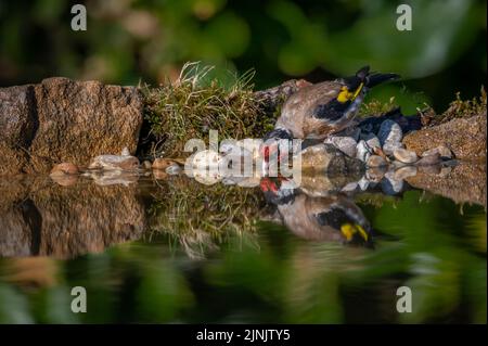 Goldfinch Vogeltrunkwasser am Rand eines Pools mit perfekter Reflexion Stockfoto