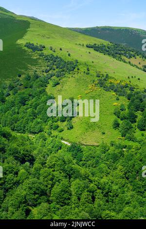 Grüne Berglandschaft mit Kühen und Pferden, die auf dem Gras grasen. Santander. Stockfoto