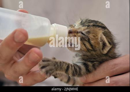 Fütterung Von Neugeborenen-Babykatze Mit Kätzchen-Milch Aufgegeben Stockfoto