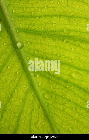 Macro Tau Tropfen Wasser auf Einem Blatt am Morgen Stockfoto