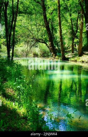 Panorama des Waldes mit Fluss, der die Bäume im Wasser reflektiert. Stockfoto