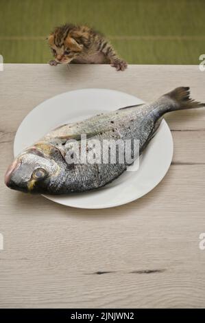 Babykatze Versuchen Sie, Dorada-Fische vom Tisch zu stiehlen Stockfoto