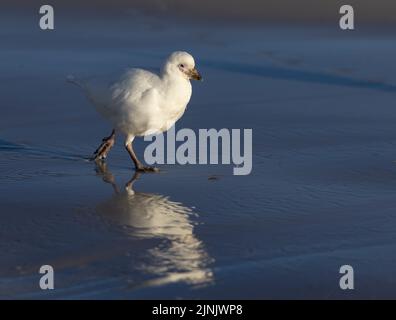 Der schneebedeckte Steinschnabel (Chionis albus) ist der einzige in der Antarktis heimische Landvogel. Sie wandern im Winter aus; dies wurde auf den Falklandinseln aufgenommen Stockfoto