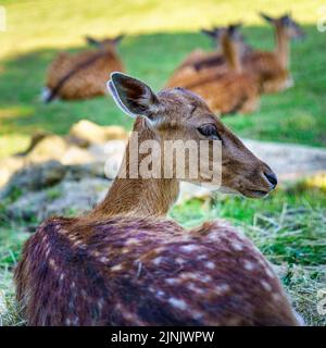 Hirsch, der im Gras ruht, mit einer anderen Gruppe kleiner Hirsche im Hintergrund. Stockfoto