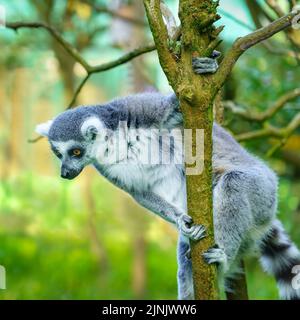 Lemur thronte auf einem Baumzweig und blickte nach unten. Stockfoto