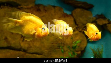 Drei tropische gelbe Fische in einer Reihe, die geradeaus blicken. Stockfoto