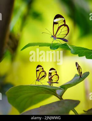Transparente Glasflügel Schmetterlinge auf grünen Blättern und gelbem Hintergrund. Stockfoto