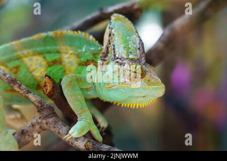 Buntes Chamäleon auf einem Ast, das die Kamera anschaut. Stockfoto