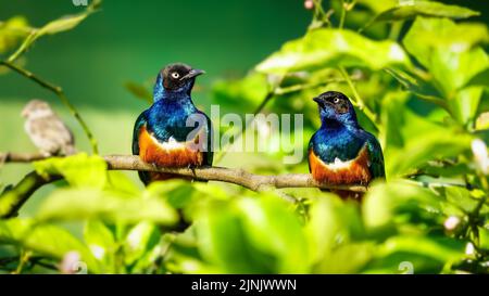 Zwei farbenfrohe tropische Vögel auf einem grünen Hintergrund der Vegetation. Stockfoto