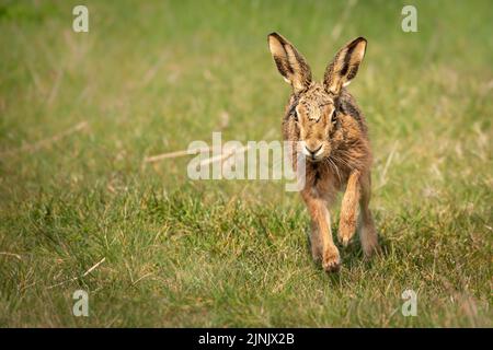 UK Wilder Europäischer Brauner Hase in Molt läuft auf die Kamera zu Stockfoto