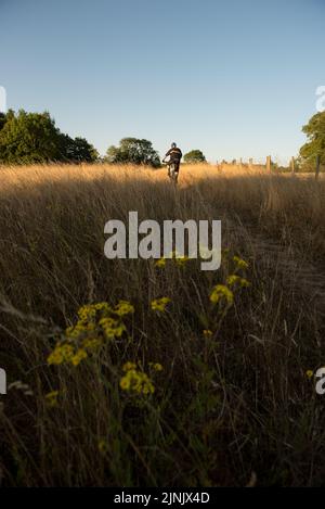 Mountainbike-Touren in Hertfordshire, England Stockfoto