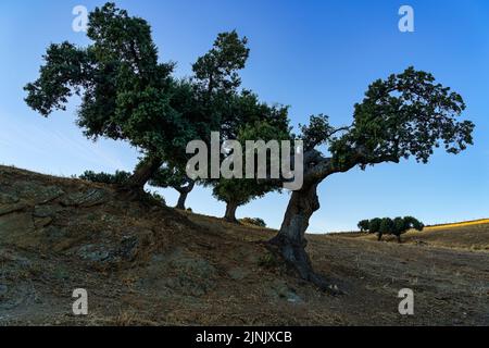 Mehrere Steineichen in Wüstenlandschaft und blauem Himmel. Stockfoto