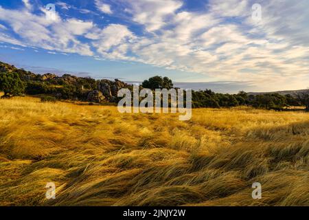 Landschaft bei Sonnenaufgang mit Feldern aus goldenen Kräutern und bewölktem Himmel. Stockfoto