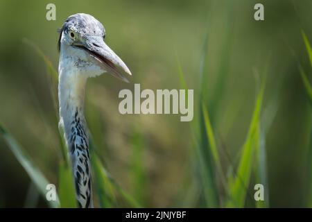 Gray Heron aus nächster Nähe, der zur Kamera blickt Stockfoto