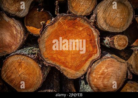 Holzstapel mit Baumstämmen, die Endmaserung und Spaltung mit Pith, Herz und sap zeigen Stockfoto