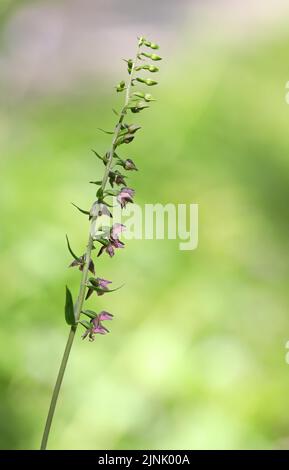 Wunderschöne rote, violette, wilde Orchidee aus Europa, Makroaufnahme von Epipactis atrorubens in der Nähe von Davos, Schweiz Stockfoto