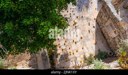 Die orangene Frucht fällt vom Baum auf den Boden. Draufsicht. Stockfoto