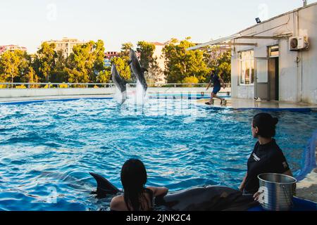 Batumi, Georgia - 28.. juli 2022: Zwei Delfine springen im Pool mit Bus auf der Bühne mit Touristenbeobachtung auf Stockfoto