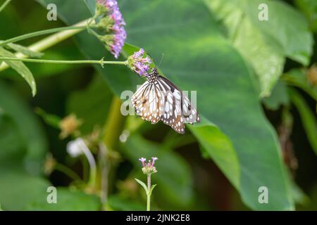 Dunkelblauer Tiger-Schmetterling (Tirumala septentrionis) mit geschlossenen Flügeln, die sich aus kleinen violetten Blüten ernähren, die mit tropischen grünen Blättern isoliert sind Stockfoto
