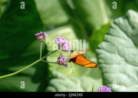 Julia-Heliconian-Schmetterling (Dryas iulia) mit halbgeschlossenen Flügeln, die sich aus kleinen violetten Blüten ernähren, die mit tropischen grünen Blättern isoliert sind Stockfoto