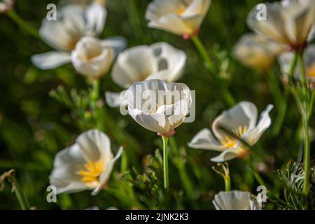 Weiße Mohnblumen im Sommer Sonnenschein Stockfoto